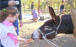 טיולי חמורים בחווה